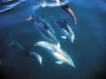 Bottle Nose Dolphins, Bay of Islands, North Island